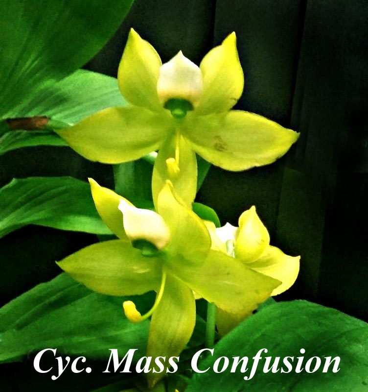 Cyc. Mass Confusion